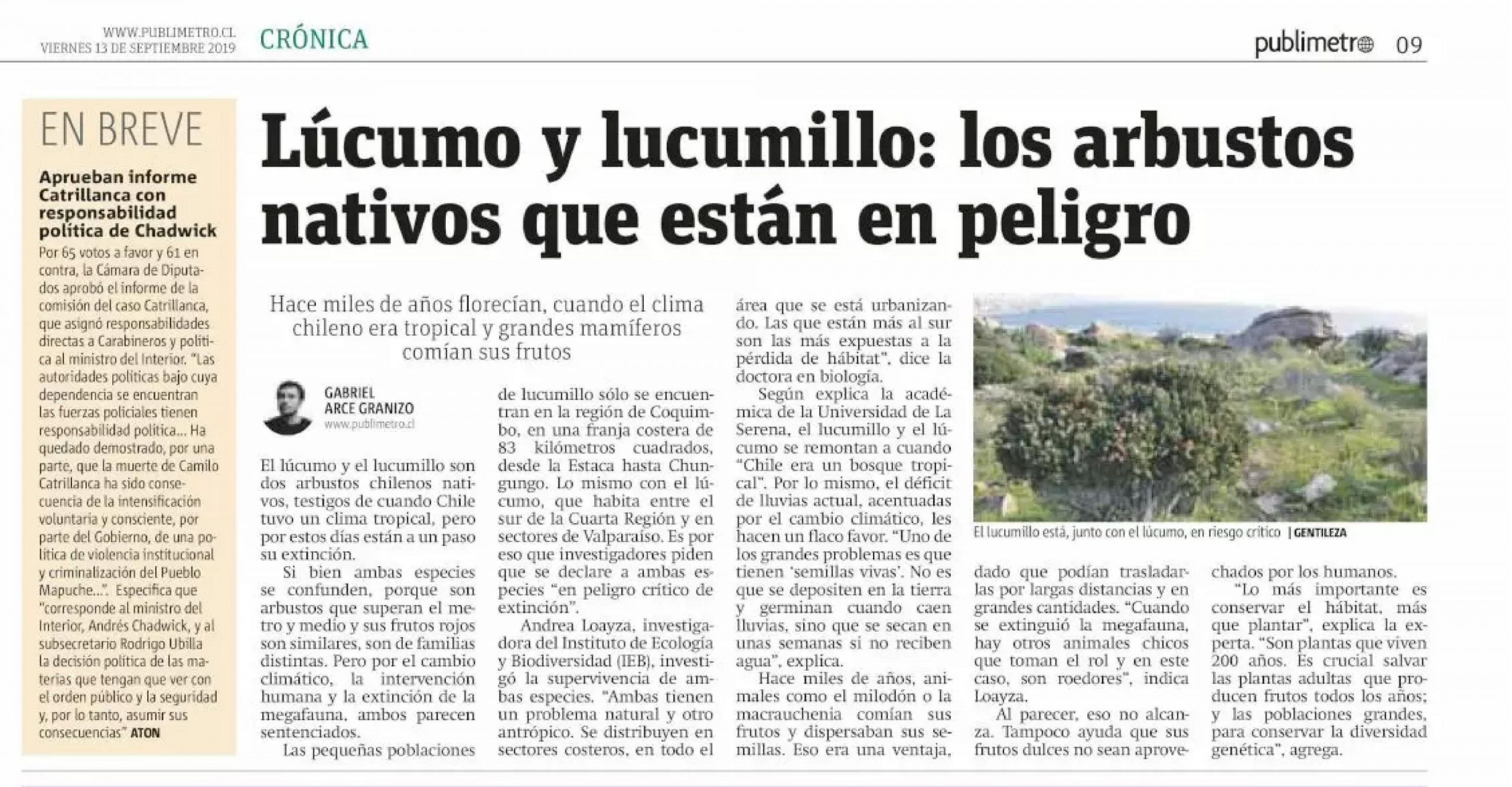 Lúcumo y Lucumillo: Arbustos nativos que están en peligro