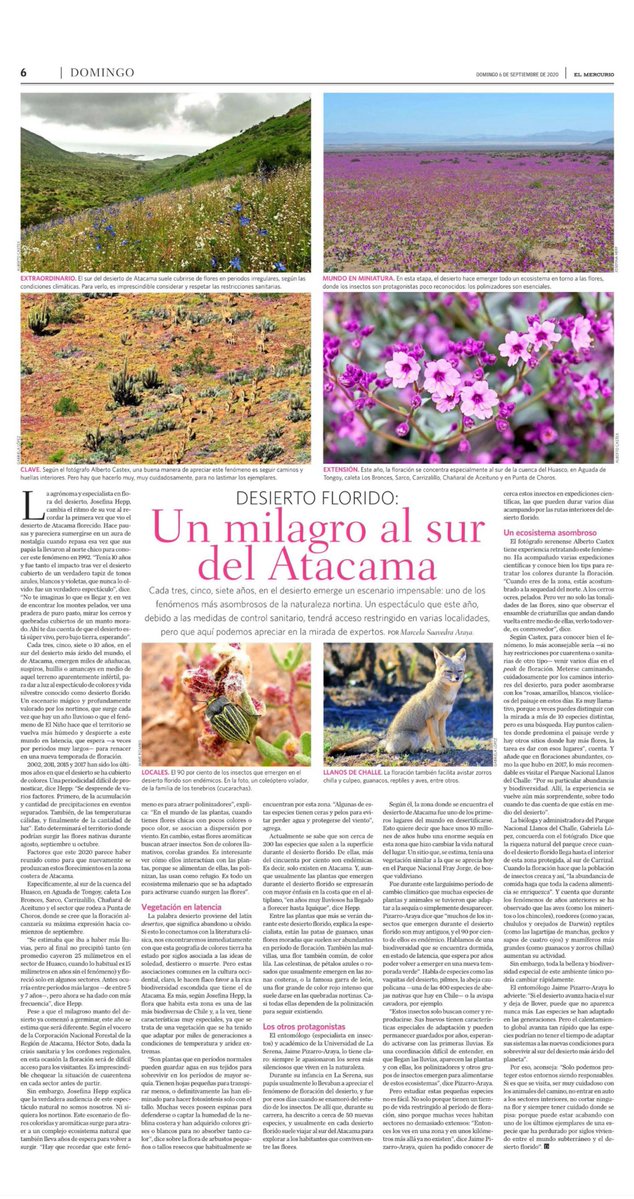 [El Mercurio] Desierto florido: un milagro al sur de Atacama