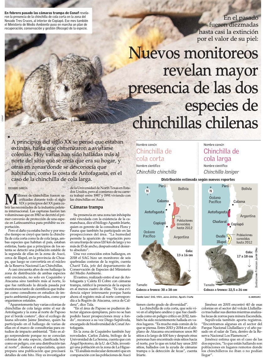 [El Mercurio] Aumento de chinchilla chilena en el norte de Chile