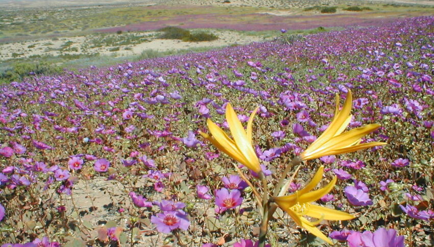 La riqueza natural del desierto florido, una explosión de vida que beneficia a todo un ecosistema