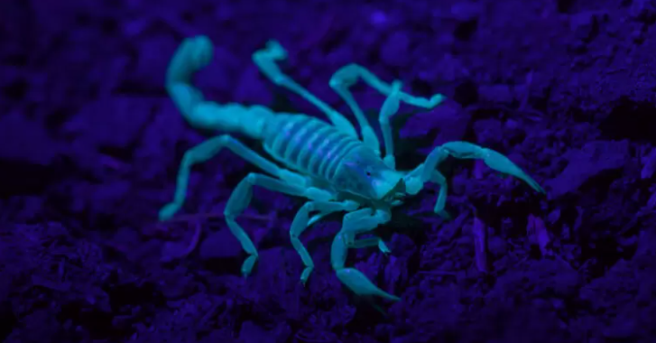 Descubren 104 nuevas especies de arácnidos e insectos en Chile y podrían encontrar cientos más