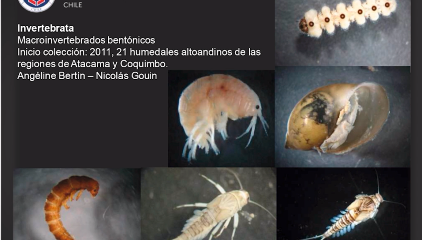 USerena digitaliza su patrimonio biológico y abre el acceso a datos científicos sobre biodiversidad