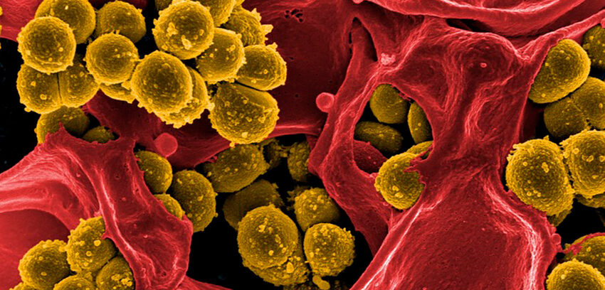 Experto USerena explica por qué nuestras malas prácticas al consumir antibióticos están creando “súper bacterias”