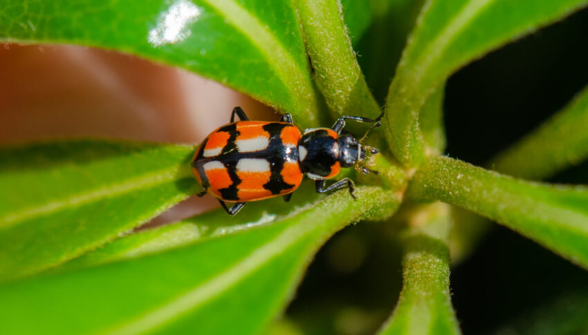 Chile alcanza más del 60% de especies registradas en el Inventario Nacional de Biodiversidad